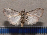 Meganola leucographa